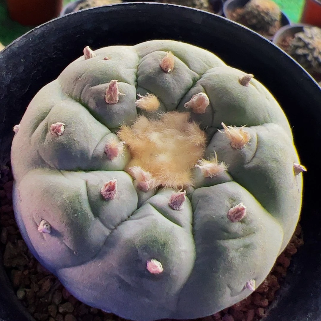 无花朵海**云实生仙841