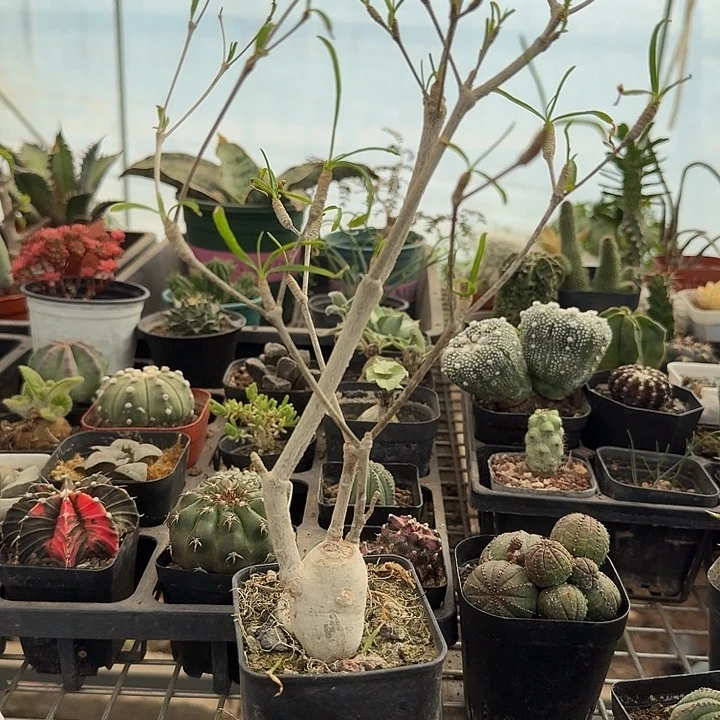 细叶柳叶麒麟7仙人球