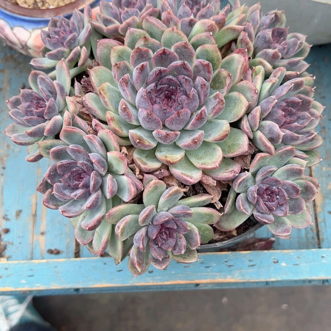 精品多肉植物老桩