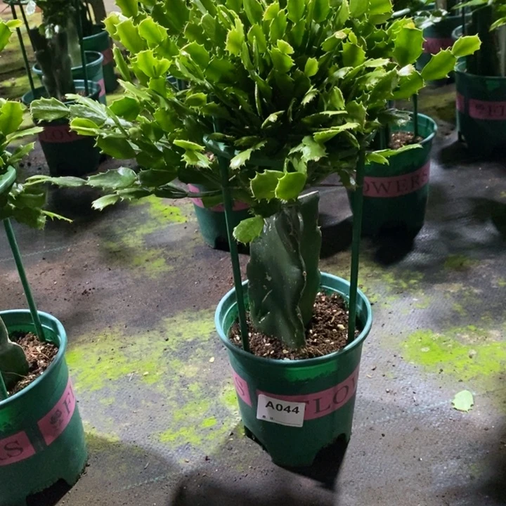 当前无花栽培后可以开花嘟*家044嫁接050