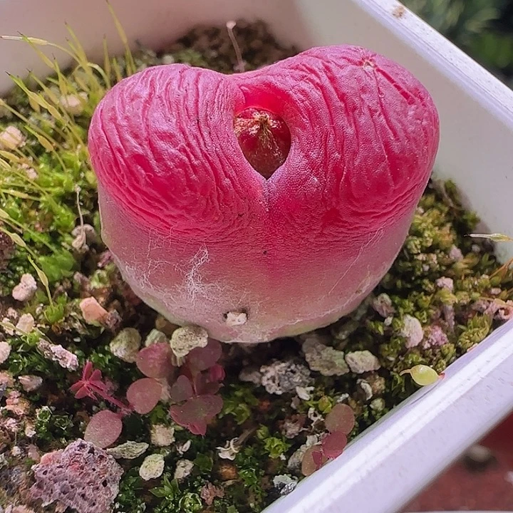 特别好看得毛。        087