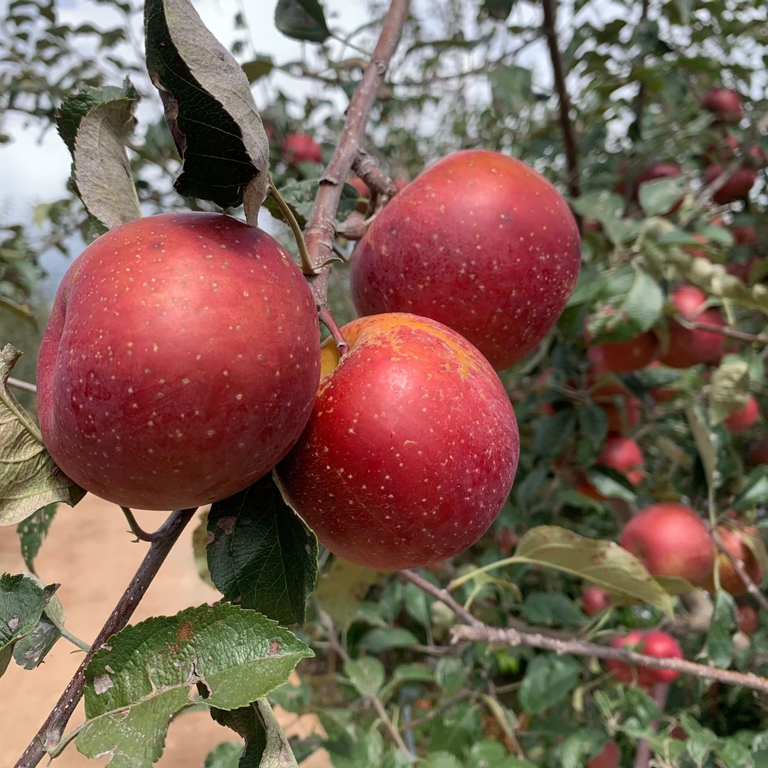 大凉山盐源糖心丑苹果产地直发
