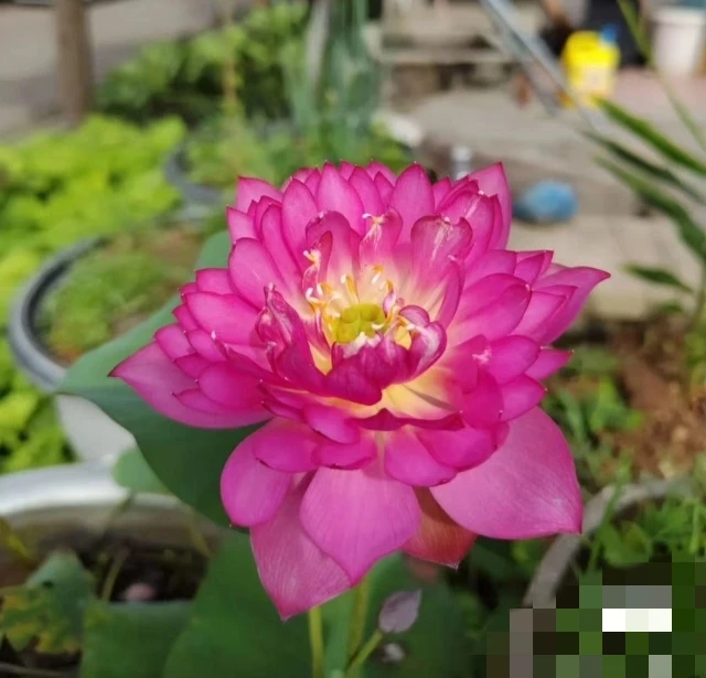小型碗莲无双姑娘水培植物阳台庭院屋顶