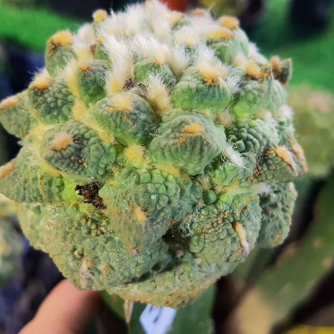 无花朵福利怒涛牡丹366