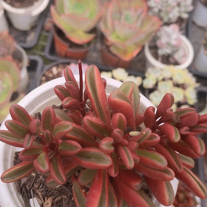 红背椒草2250多肉植物
