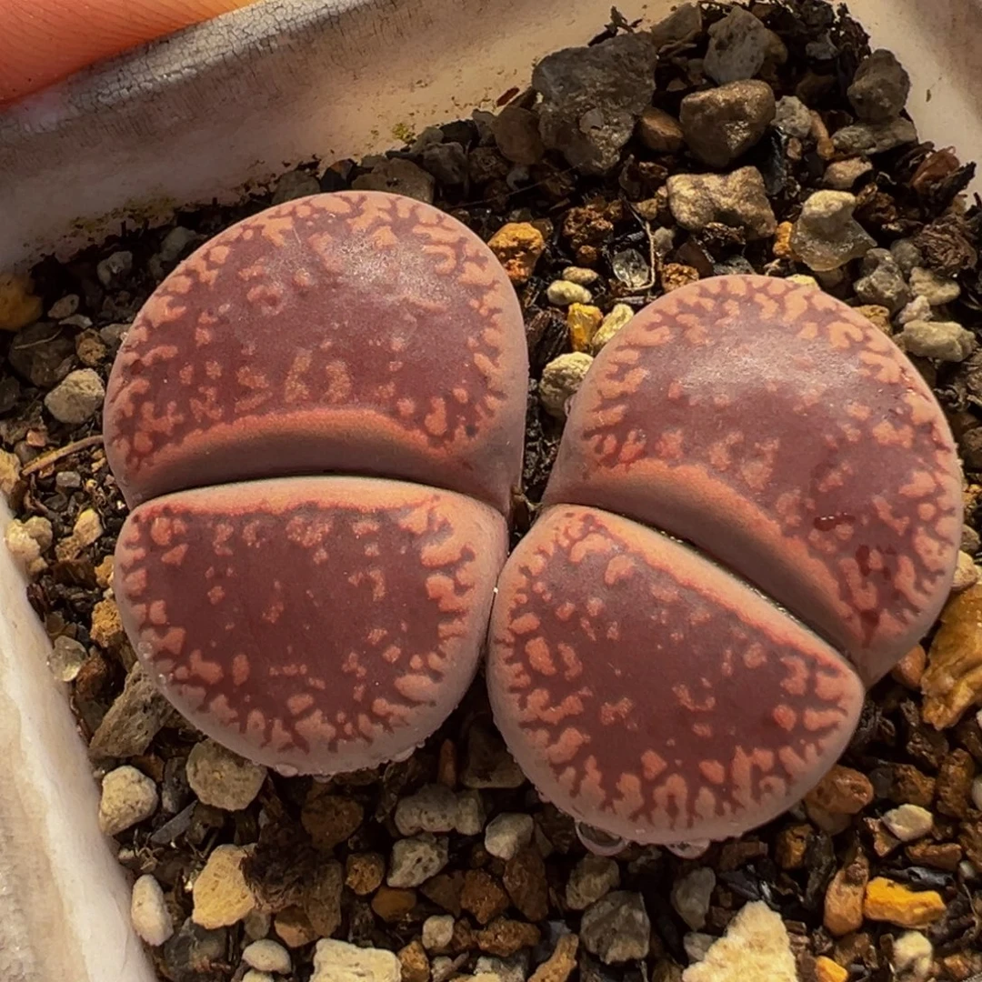 852多肉植物种类多样