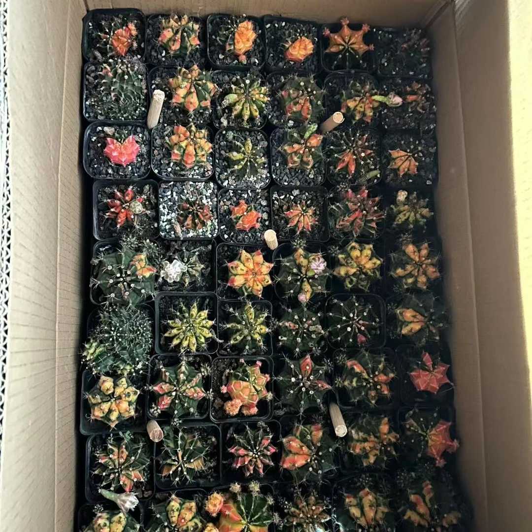 全花斑锦   仙人球夏型种绿植盆栽桌面阳台