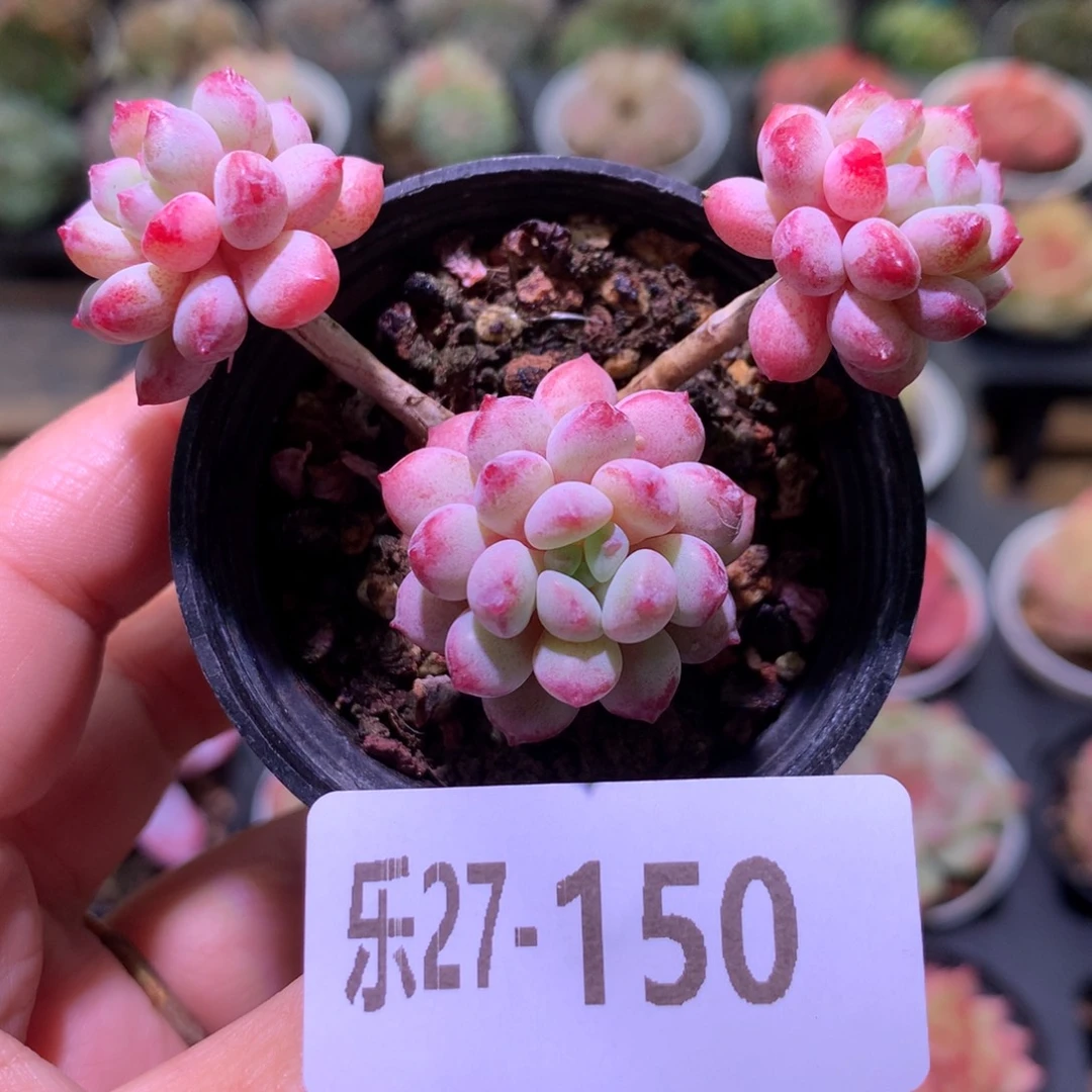 乐然27-150 珍珠豆