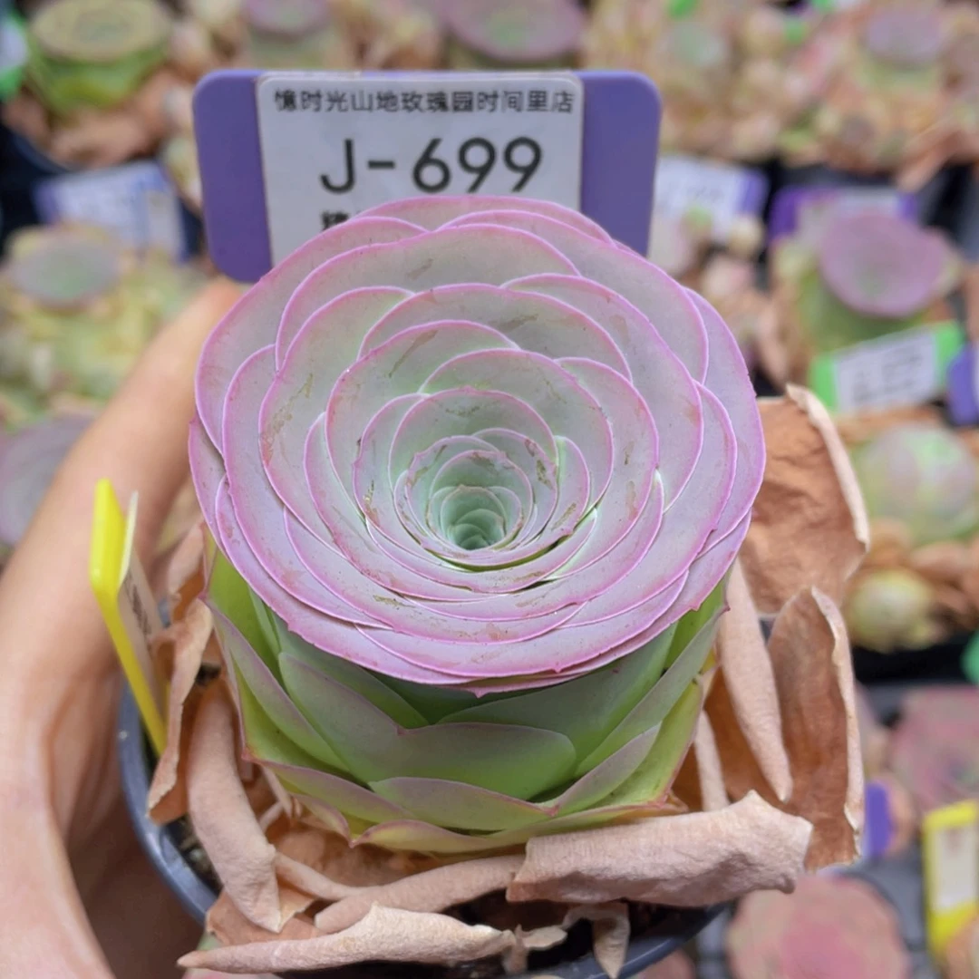山地玫瑰粉红舞鞋J699