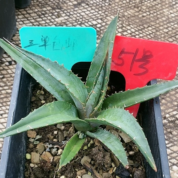 【闪购商品】无花朵龙舌兰绿植