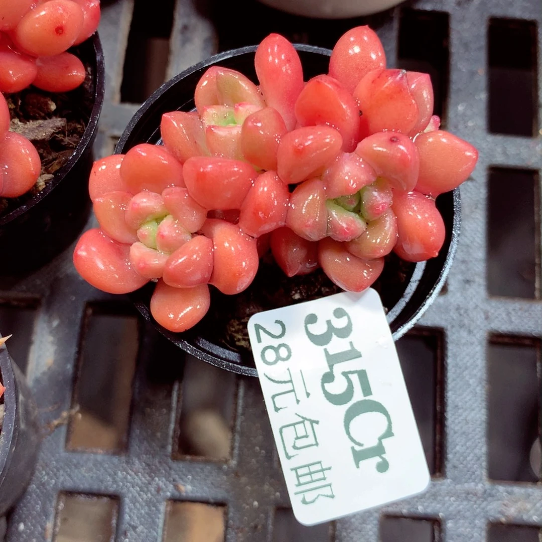 5厘米盆精控多肉植物315