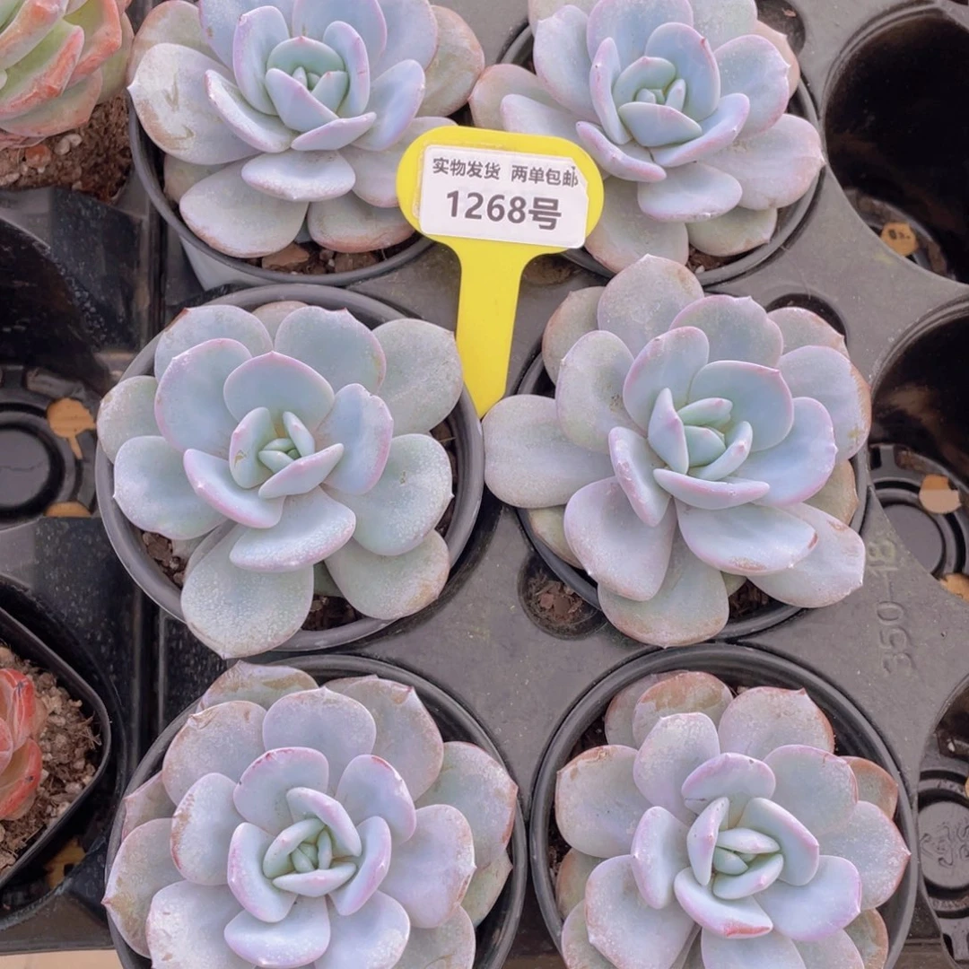 1268号 正版韩版奶茶大单头一个