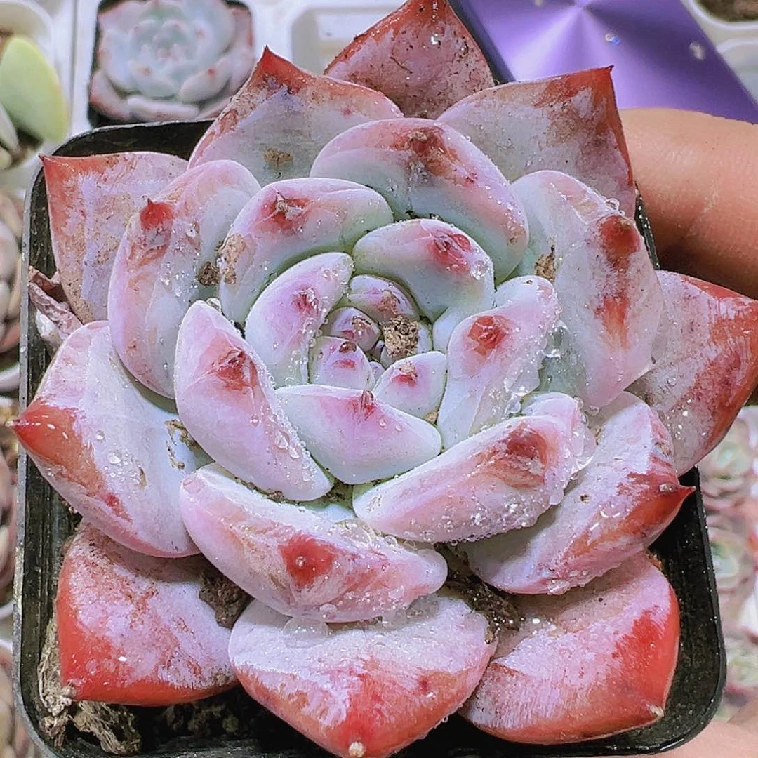 奶盖带盆带土19包邮