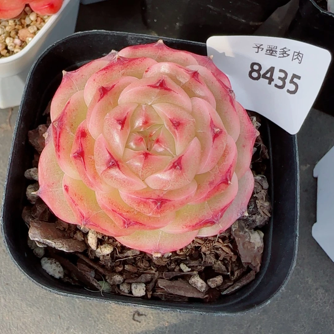金辉珍妮，8435多肉植物