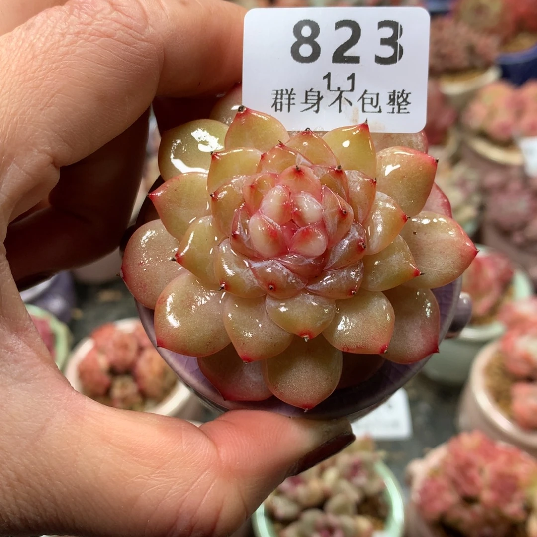 精控拇指盆1.1823
