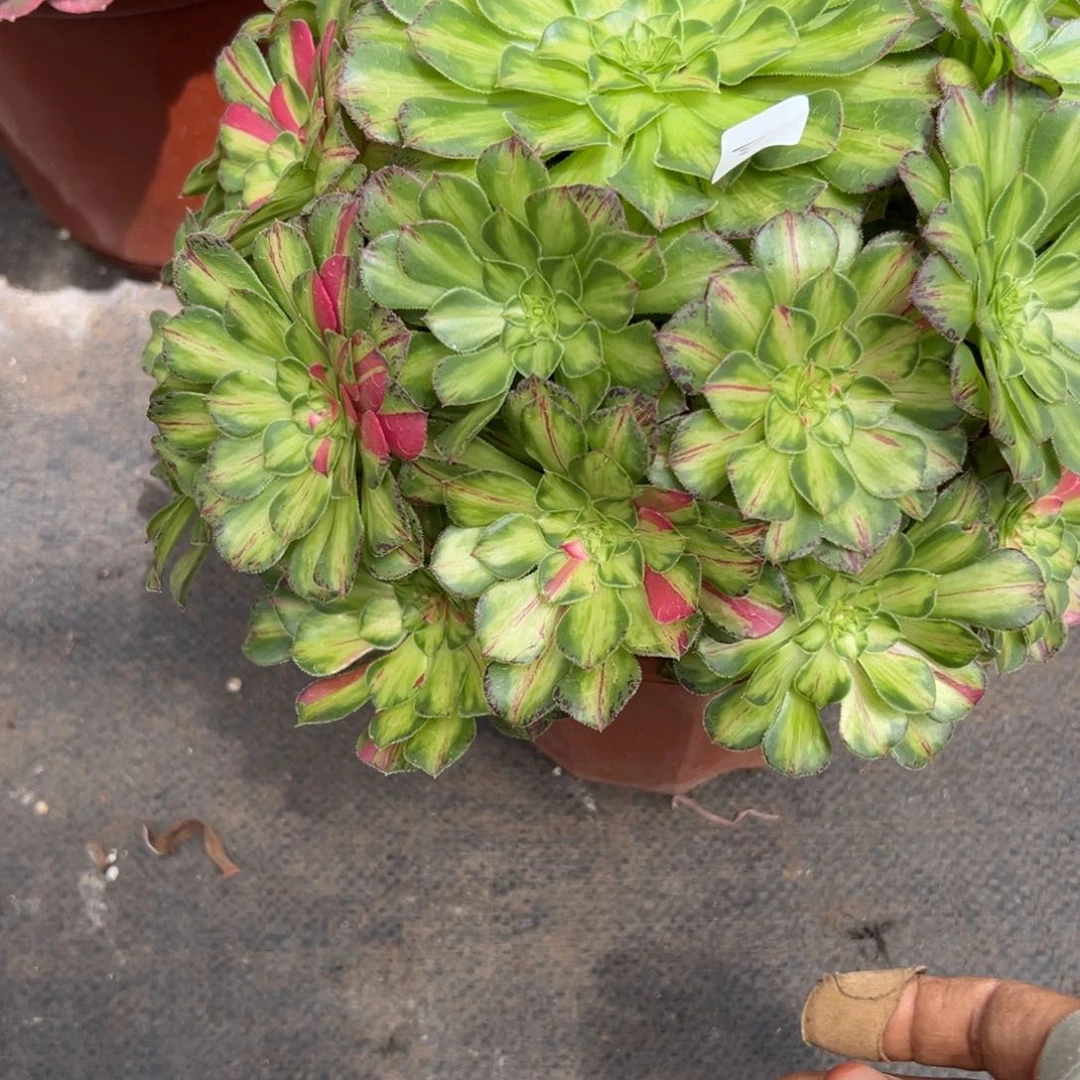 122知否多肉植物系