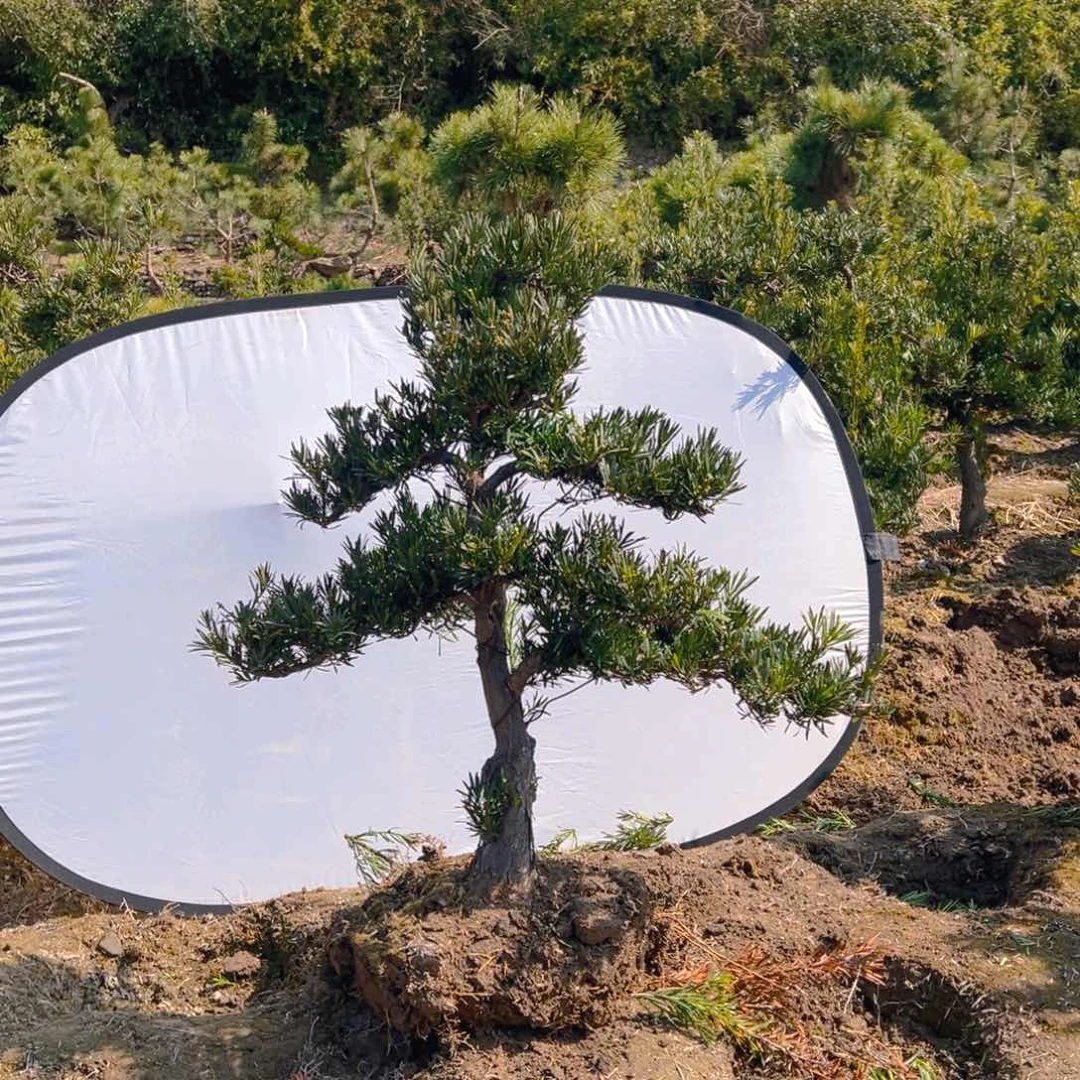 二*元小叶雀舌罗汉松