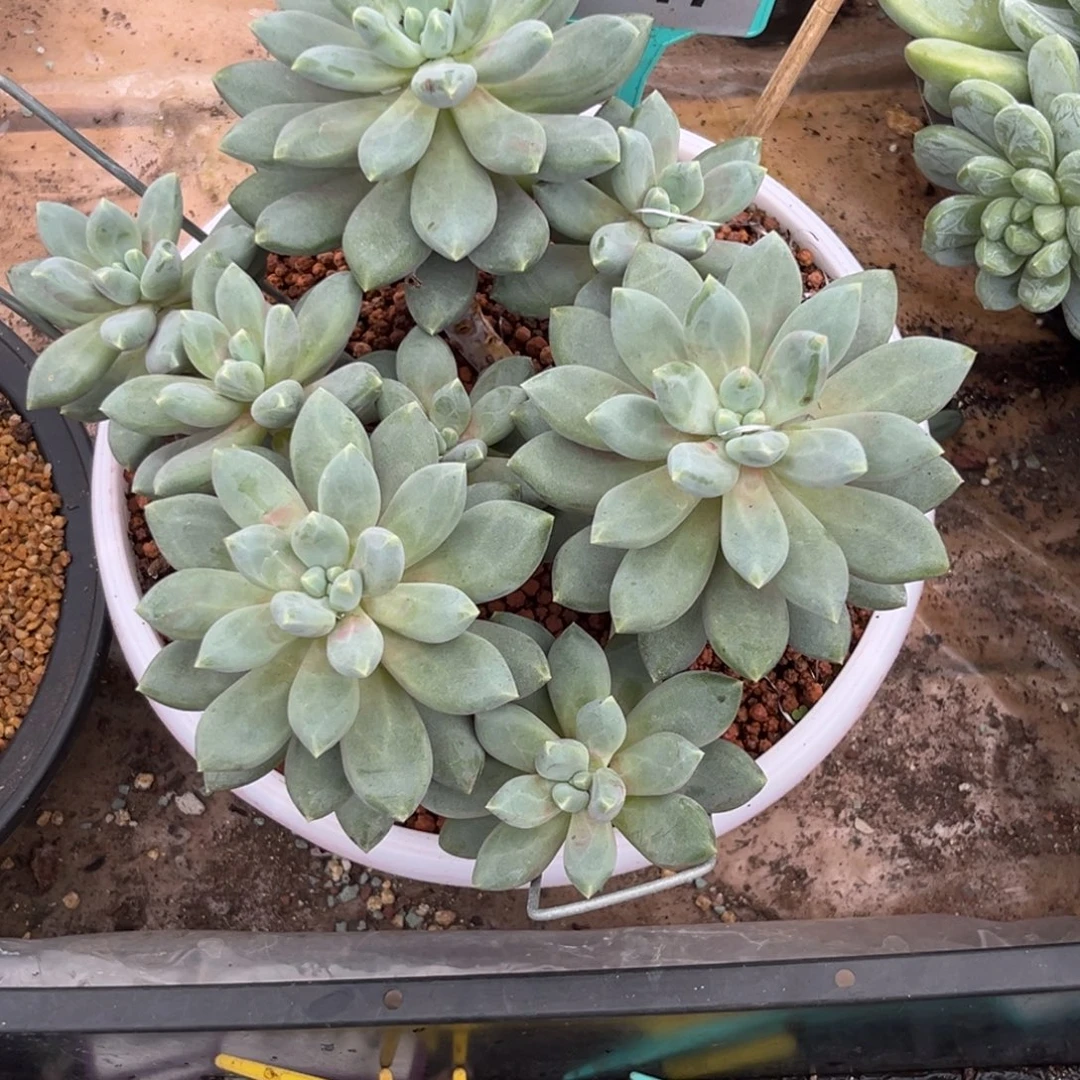 小***量多肉植物暗纹哥特347