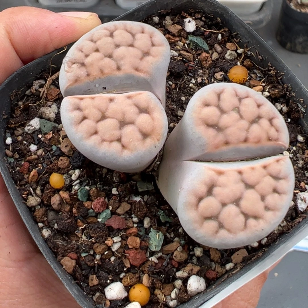 10.19好看的多肉脱土发货858