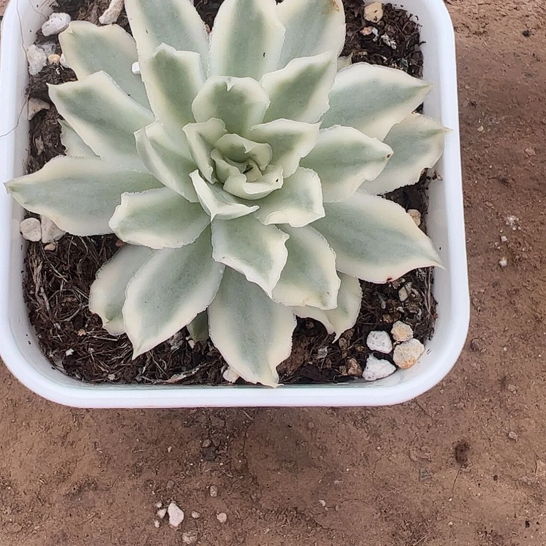 兔****多肉植物多肉植物