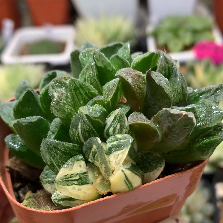 毛蟹寿锦带盆土发货