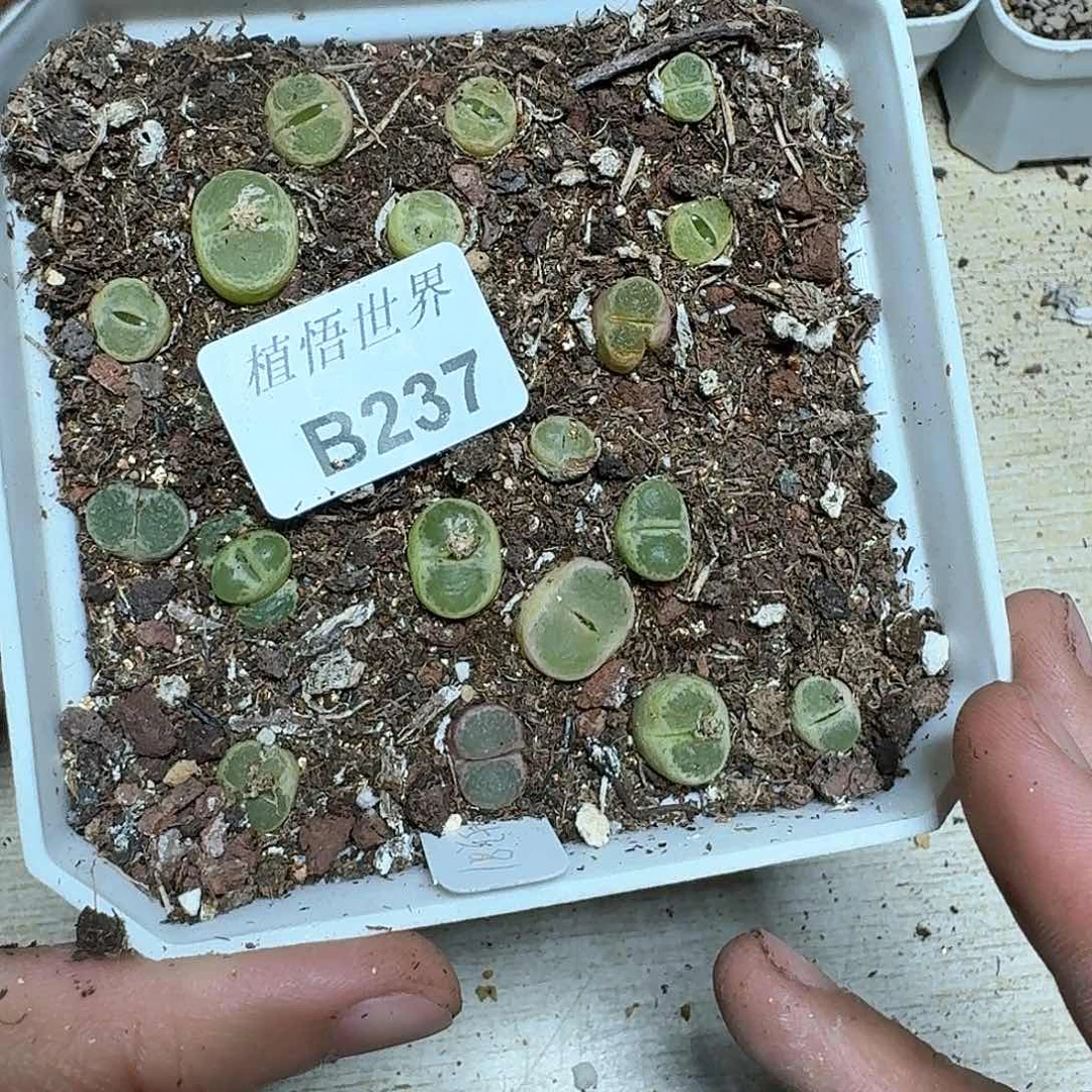 237盒多肉植物哇c v