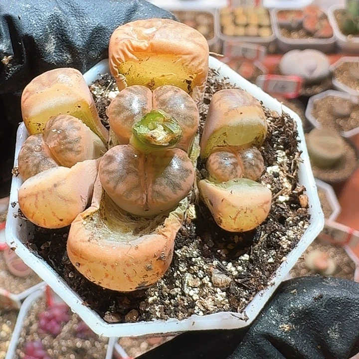 ?****迟生石花23:：：：。  336