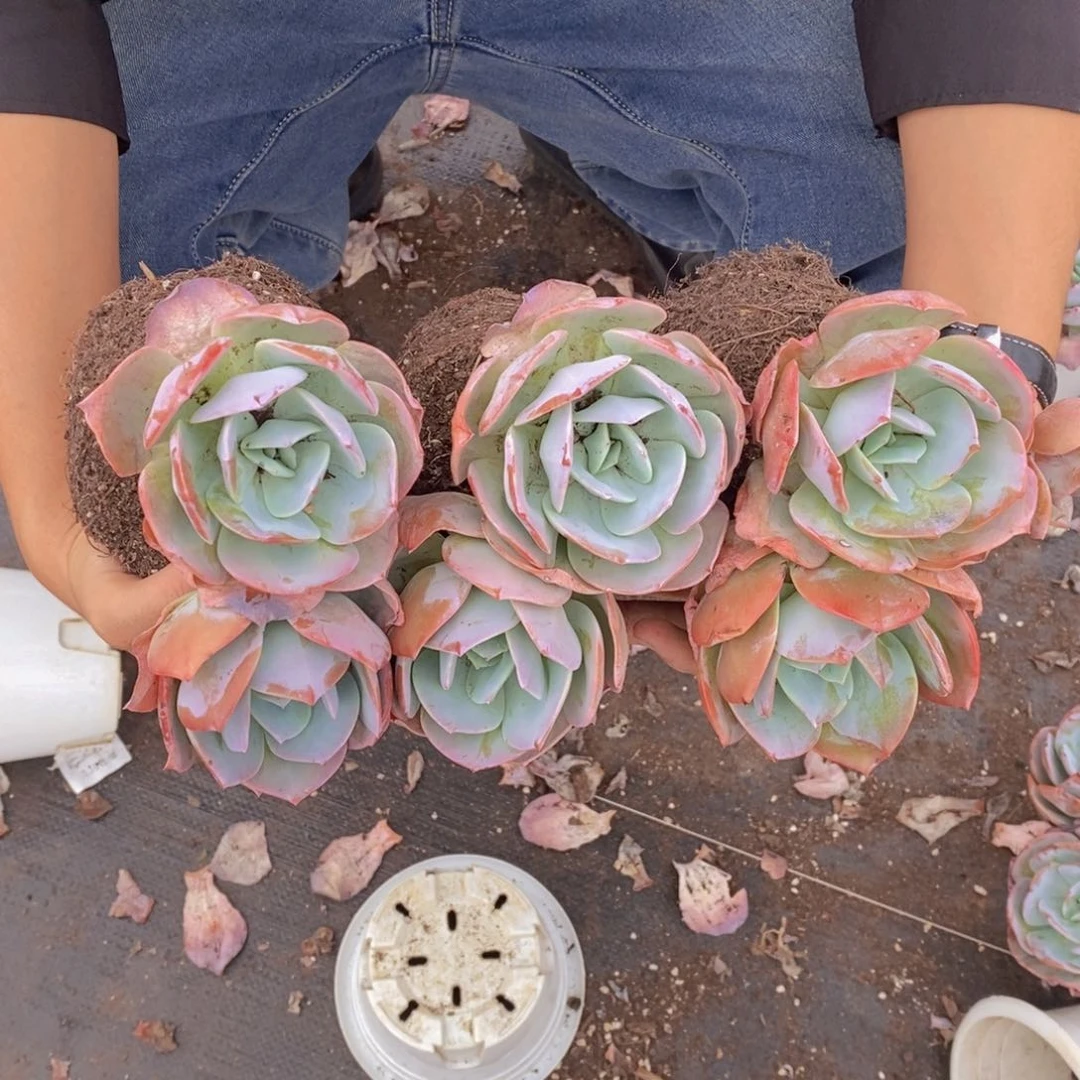 双头起发血凤三盆