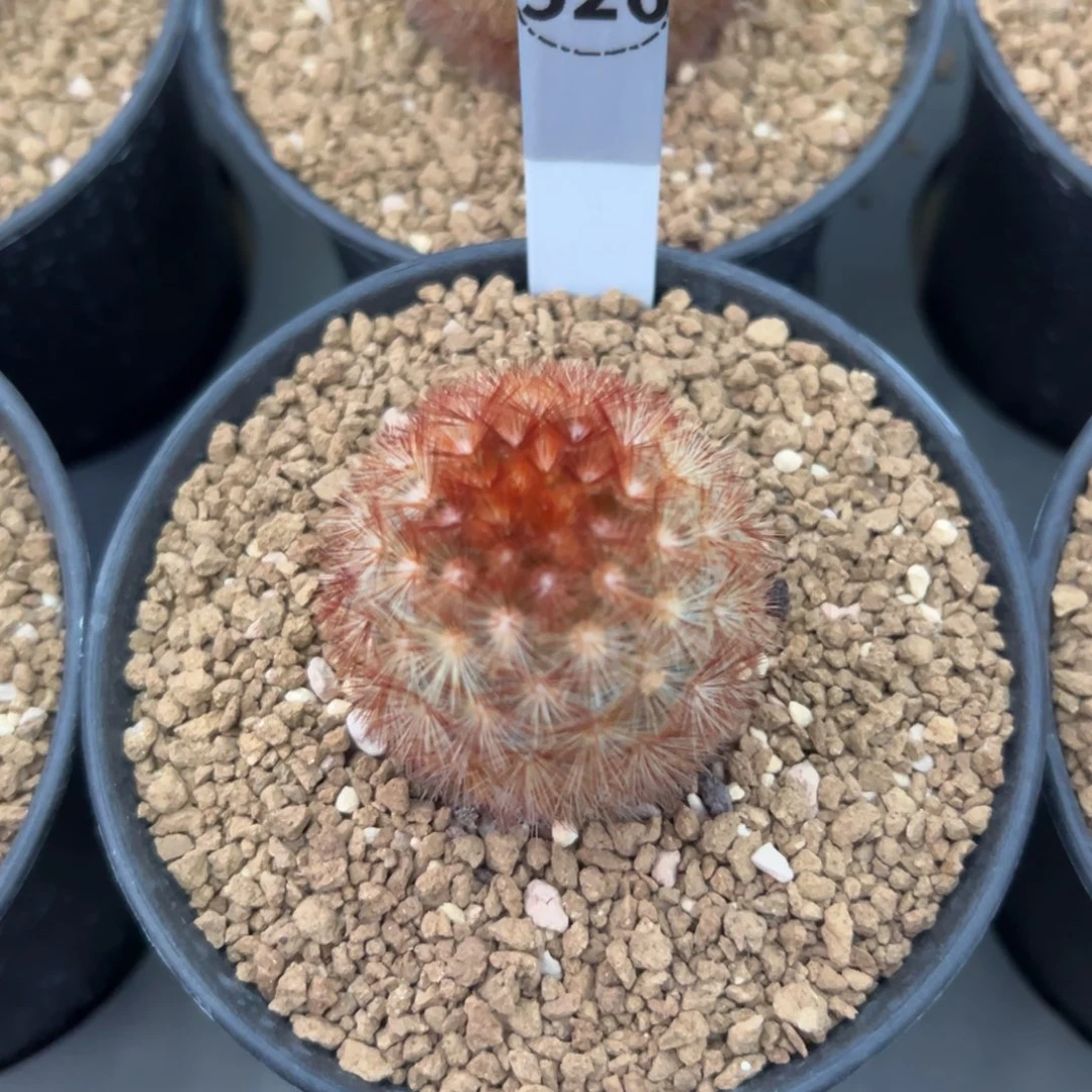 小***鱼嘉文丸多肉植物带盆土526