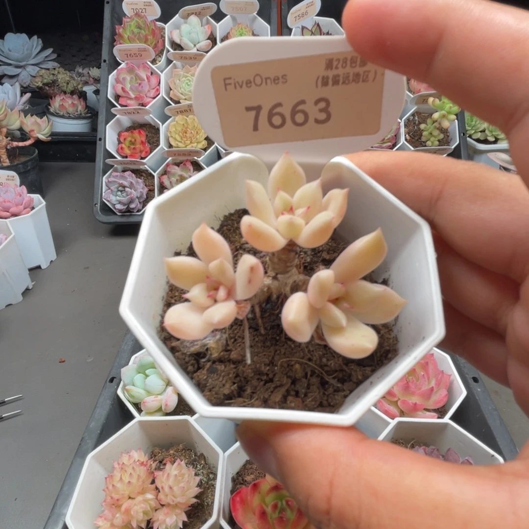 7663璀璨5.0厘米