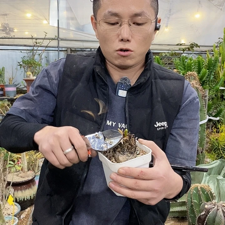 星***员人情世故 带盆土发货