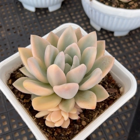 奥普琳娜锦 夏鸣园艺