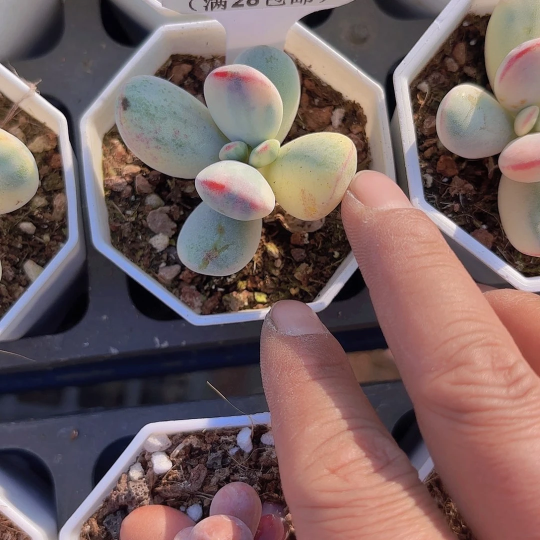 A758乒乓锦一物一拍