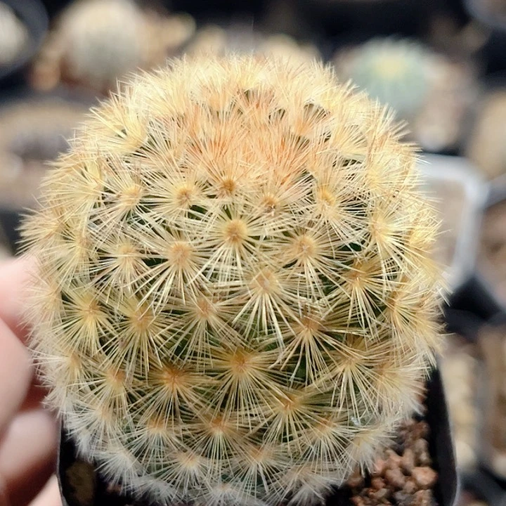 黄刺嘉纹丸实生仙人球