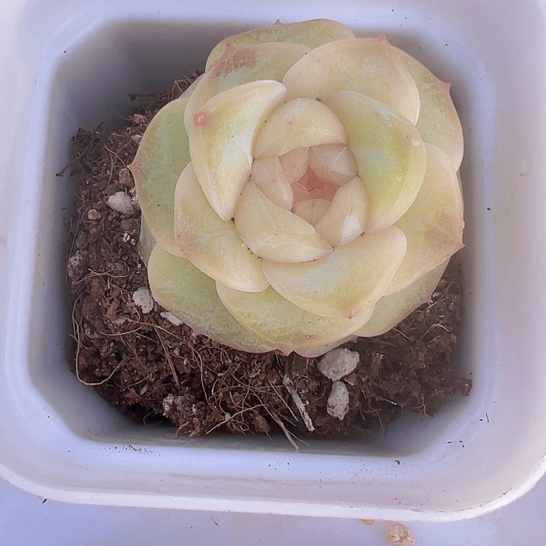 玉盏19包邮多肉植物