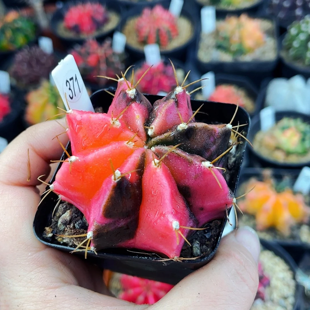 非偏远地区满25包邮仙人球