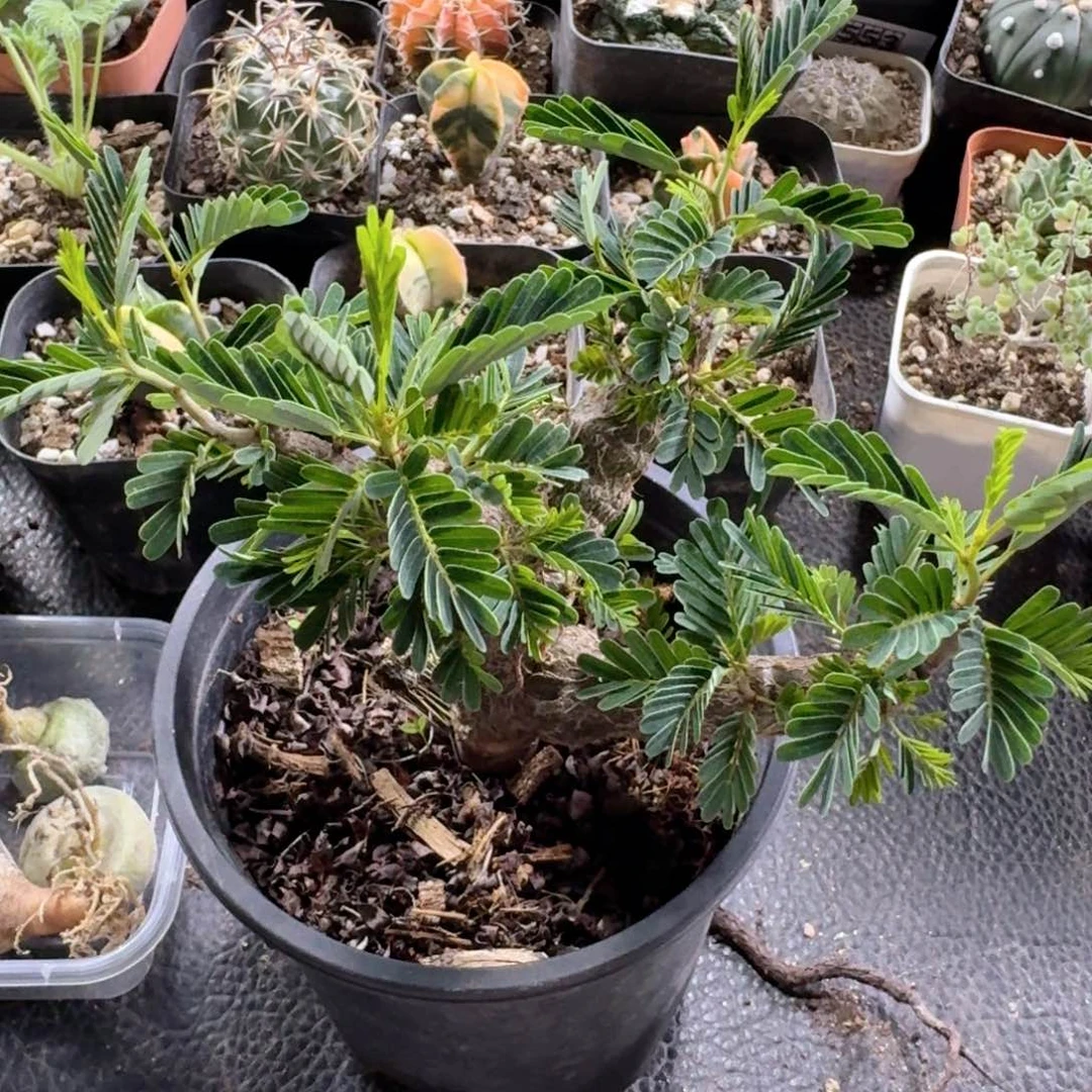 502沙漠苏木带盆发货