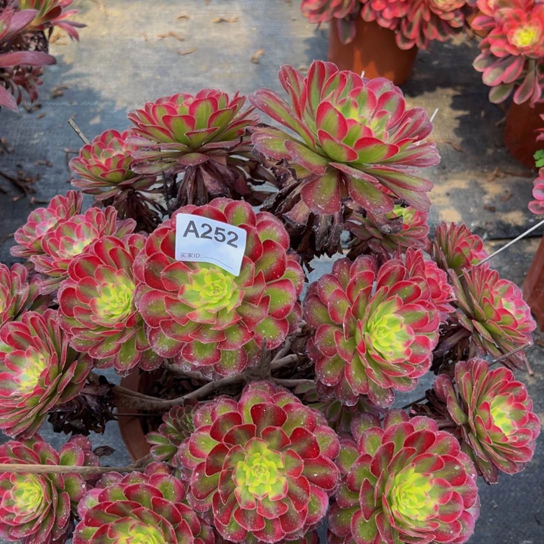 无花朵大*包252红腹轮法师多肉