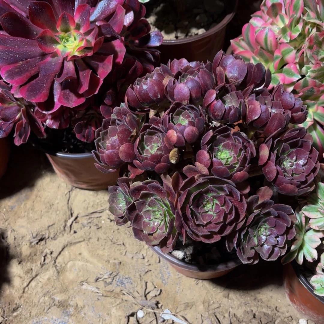 黑金玫瑰绣球9.9多肉植物