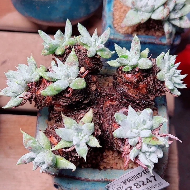 8247绿体苹果叶仙女杯当天