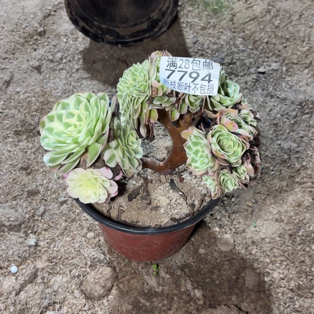瞬***笑N. 7794倾城缀多肉，？b