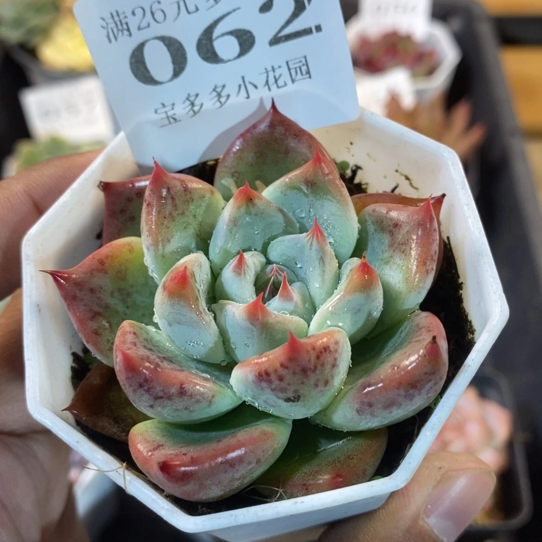 婚戒一物一拍满20包邮满26送一颗多肉