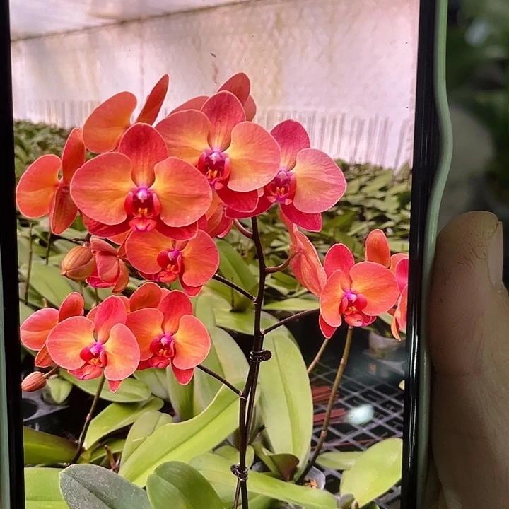 完全开放处理2.8寸霞光（落日宝珠）叶少不售后