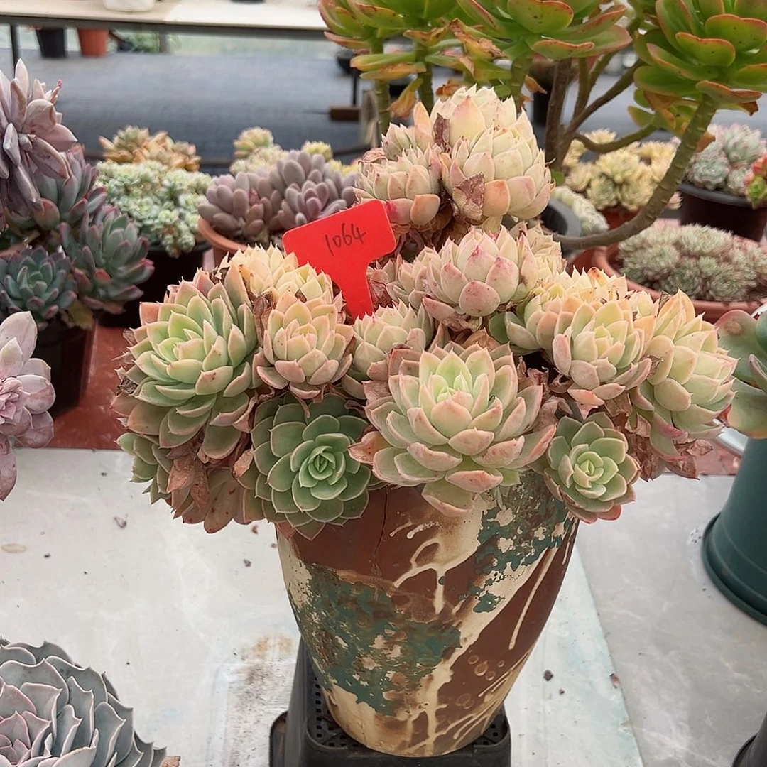 笑***笑1064丝绸多肉植物