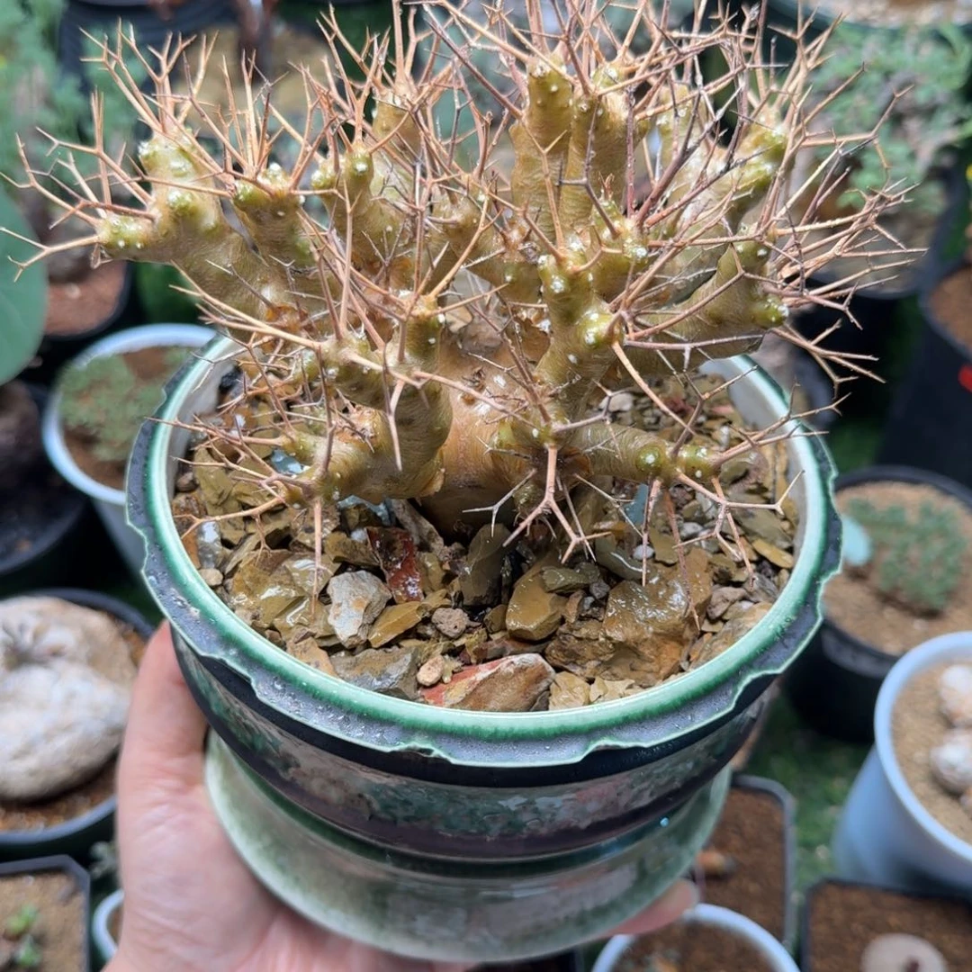 黑鬼殿566(脱土发)