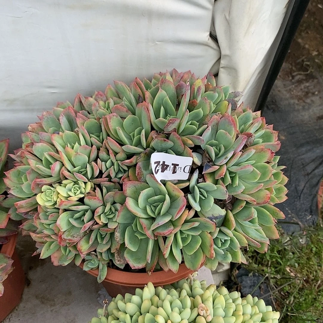 风**织142绮罗多肉植物