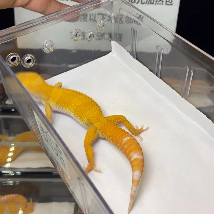 豹纹守宫30克公588号