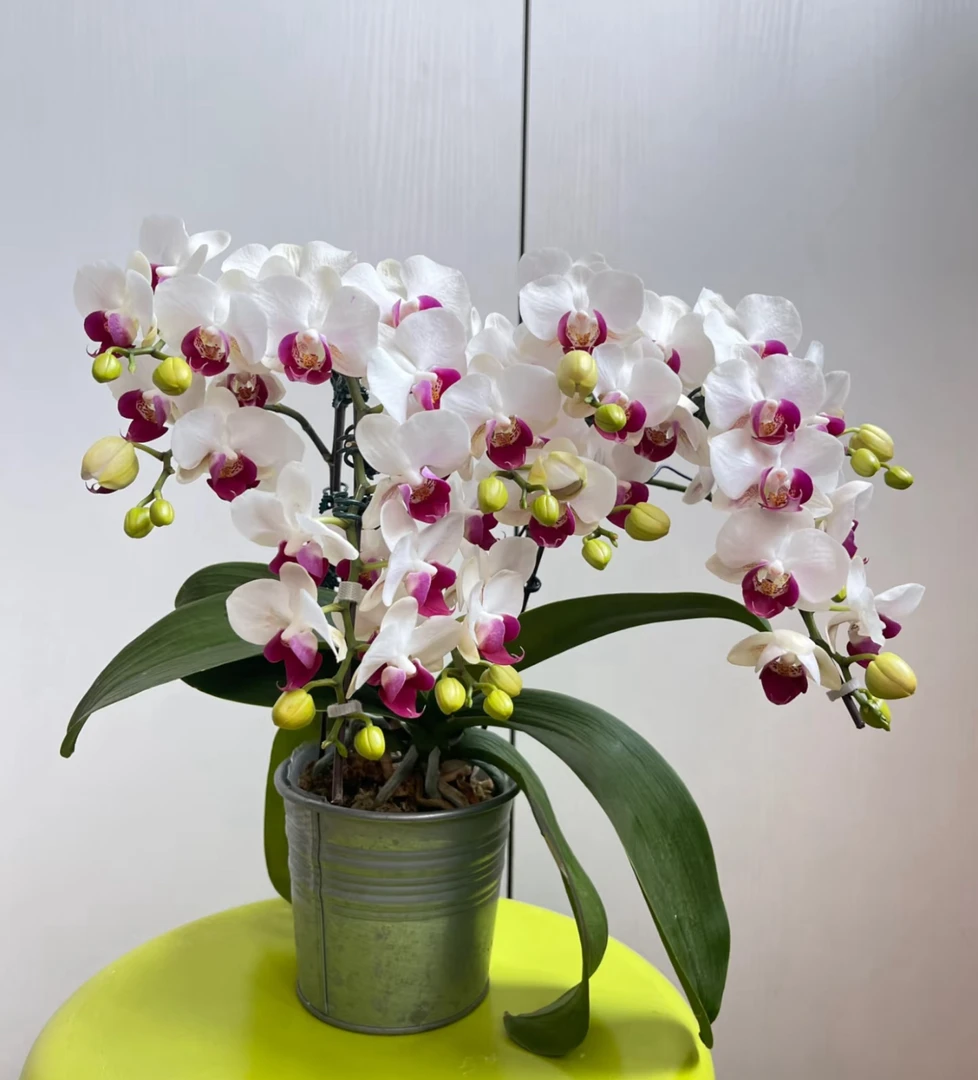 【雪玉】出花剑苗 蝴蝶兰 3.0寸杯