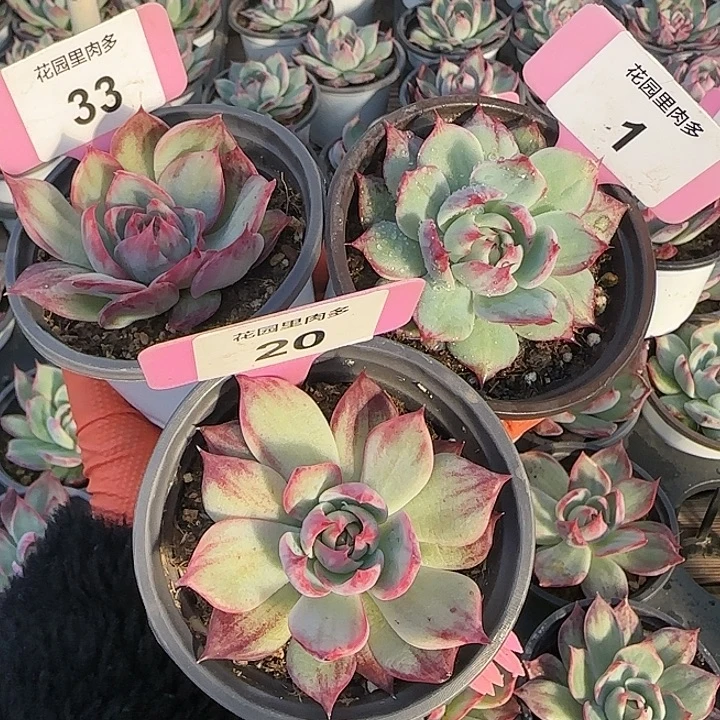 Ⅰ***瑶1，20，33 惊鸿仙子多肉植物5-9cm