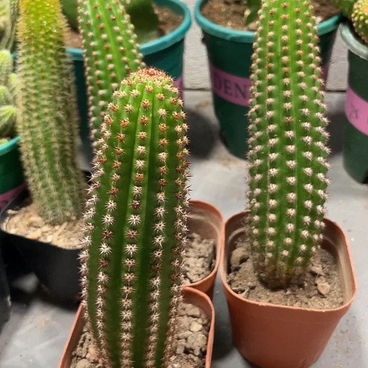 进口金妞金1自根一杯